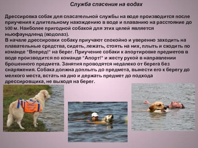Служба спасения на водах Дрессировка собак для спасательной службы на воде