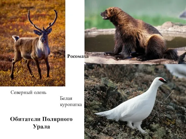 Росомаха Северный олень Обитатели Полярного Урала Белая куропатка