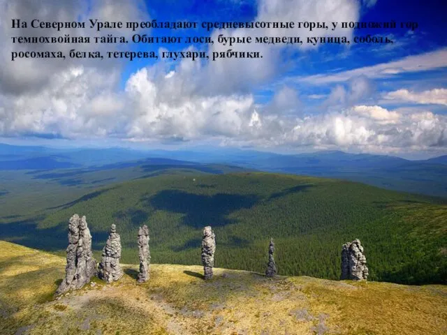 На Северном Урале преобладают средневысотные горы, у подножий гор темнохвойная тайга.