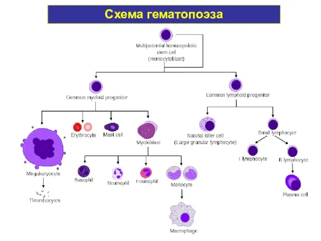 Схема гематопоэза