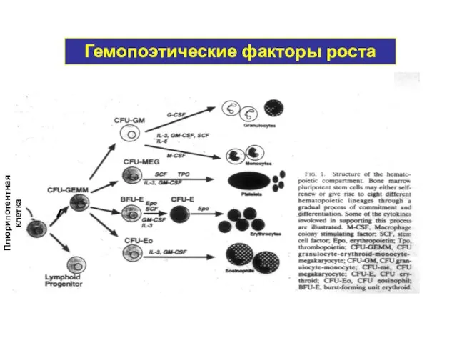 Гемопоэтические факторы роста Плюрипотентная клетка