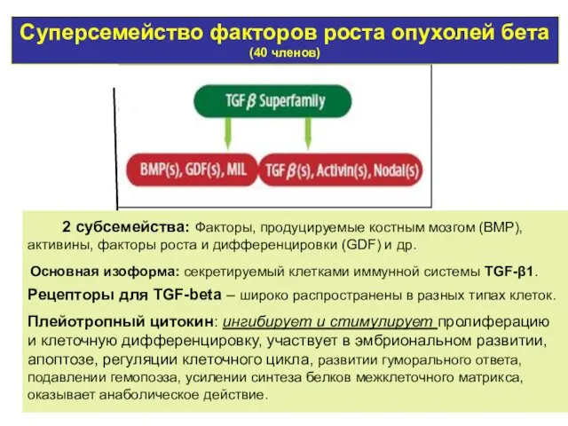 Суперсемейство факторов роста опухолей бета (40 членов) 2 субсемейства: Факторы, продуцируемые