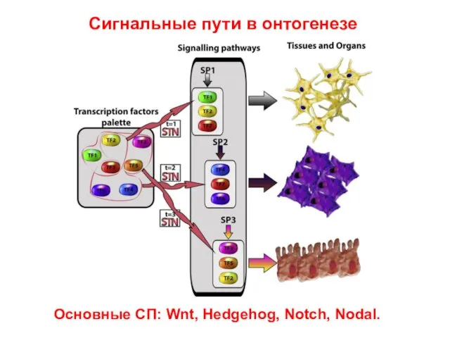 Сигнальные пути в онтогенезе Основные СП: Wnt, Hedgehog, Notch, Nodal.