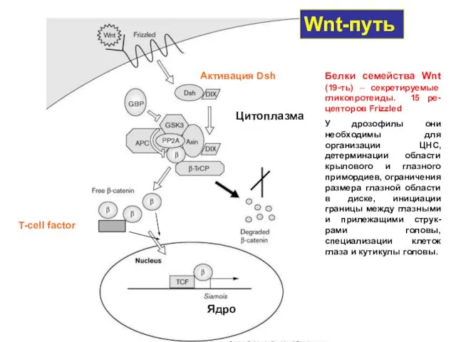 Wnt-путь Активация Dsh T-cell factor Белки семейства Wnt (19-ть) – секретируемые