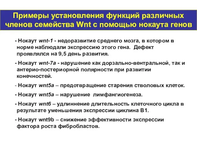 Примеры установления функций различных членов семейства Wnt с помощью нокаута генов