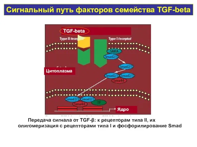 Сигнальный путь факторов семейства TGF-beta Цитоплазма Ядро Передача сигнала от TGF-β: