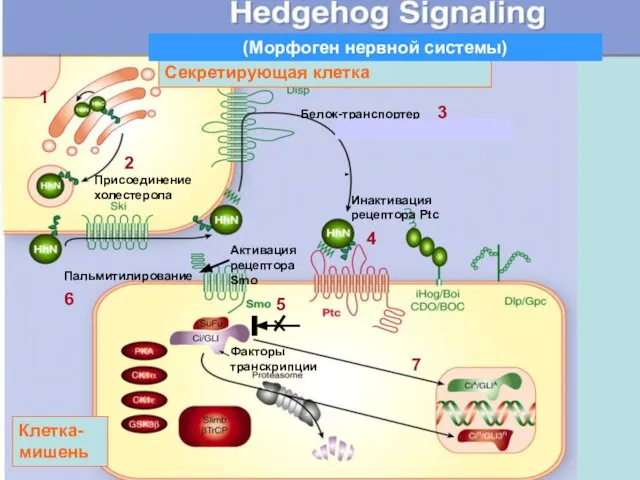Белок-транспортер Присоединение холестерола Пальмитилирование Секретирующая клетка Клетка-мишень Инактивация рецептора Ptc Активация