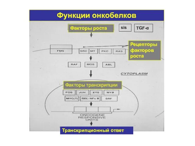 Транскрипционный ответ Факторы роста Рецепторы факторов роста Функции онкобелков Факторы транскрипции sis TGF-α