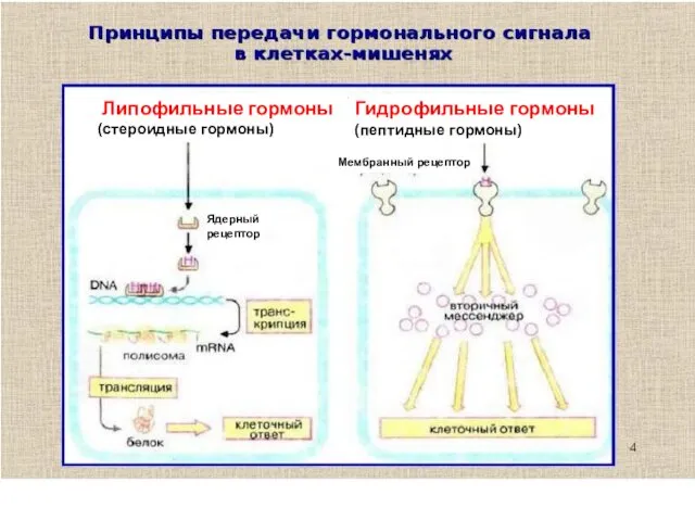 Ядерный рецептор Мембранный рецептор Липофильные гормоны (стероидные гормоны) Гидрофильные гормоны (пептидные гормоны)