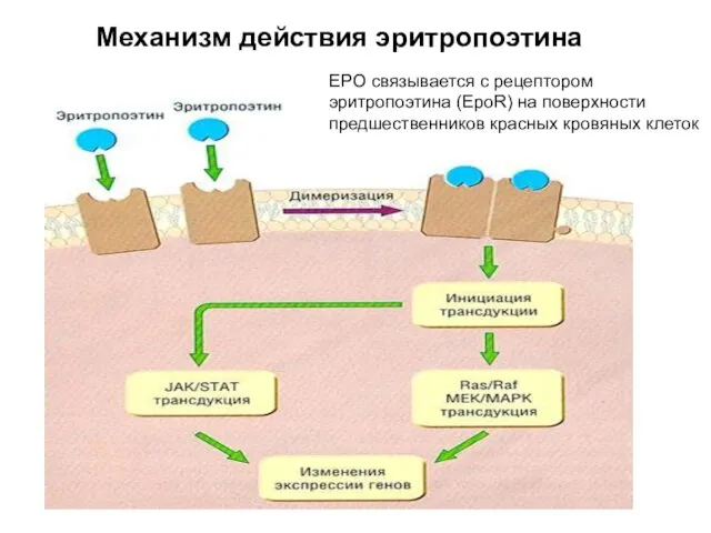 Механизм действия эритропоэтина EPO связывается с рецептором эритропоэтина (EpoR) на поверхности предшественников красных кровяных клеток