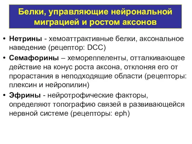 Белки, управляющие нейрональной миграцией и ростом аксонов Нетрины - хемоаттрактивные белки,