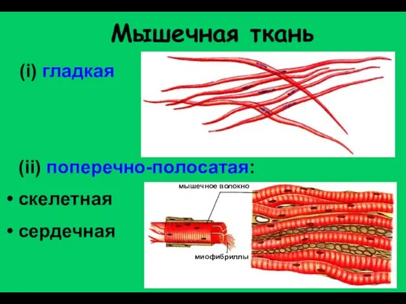 (i) гладкая (ii) поперечно-полосатая: скелетная сердечная Мышечная ткань