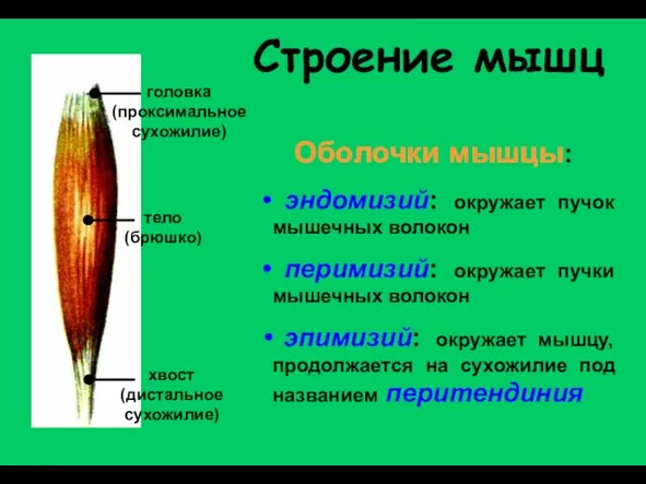 Строение мышц головка (проксимальное сухожилие) тело (брюшко) хвост (дистальное сухожилие) Оболочки