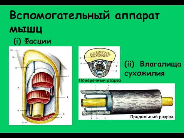 (i) Фасции (ii) Влагалища сухожилия Поперечный разрез Продольный разрез Вспомогательный аппарат мышц