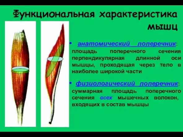 Функциональная характеристика мышц анатомический поперечник: площадь поперечного сечения перпендикулярная длинной оси