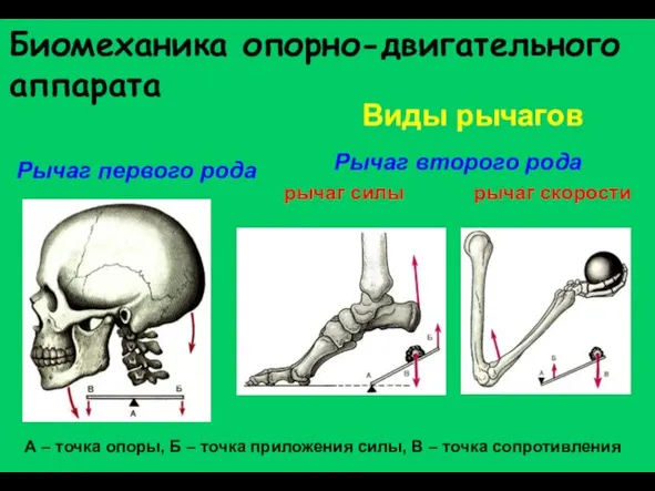 Биомеханика опорно-двигательного аппарата Виды рычагов Рычаг первого рода Рычаг второго рода