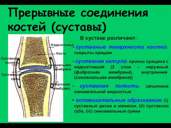 Прерывные соединения костей (суставы) В суставе различают: суставные поверхности костей: покрыты