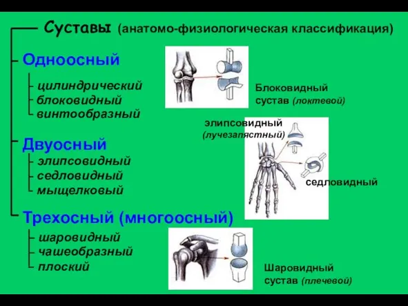 Суставы (анатомо-физиологическая классификация) Одноосный цилиндрический Двуосный Трехосный (многоосный) блоковидный винтообразный Блоковидный