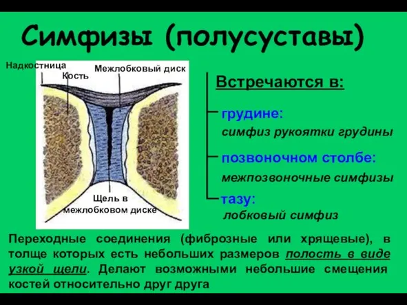 лобковый симфиз Симфизы (полусуставы) Межлобковый диск Щель в межлобковом диске Надкостница