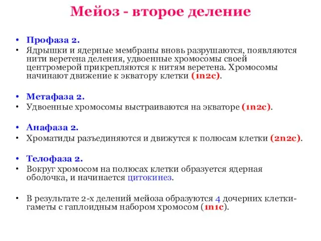 Мейоз - второе деление Профаза 2. Ядрышки и ядерные мембраны вновь