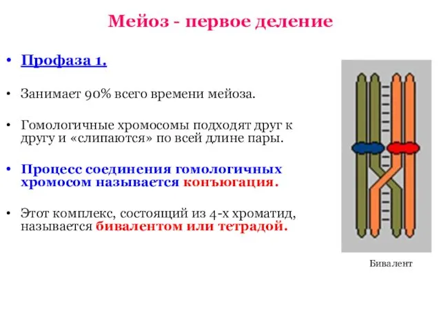 Мейоз - первое деление Профаза 1. Занимает 90% всего времени мейоза.