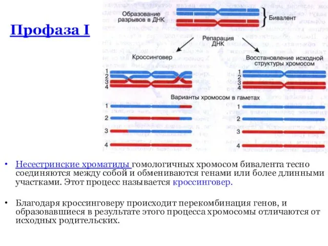 Профаза I Несестринские хроматиды гомологичных хромосом бивалента тесно соединяются между собой