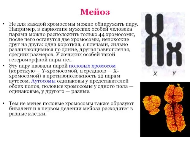 Мейоз Не для каждой хромосомы можно обнаружить пару. Например, в кариотипе