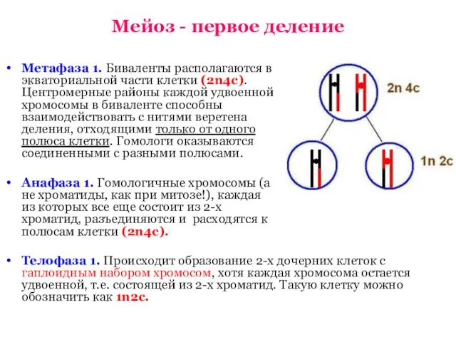 Мейоз - первое деление Метафаза 1. Биваленты располагаются в экваториальной части