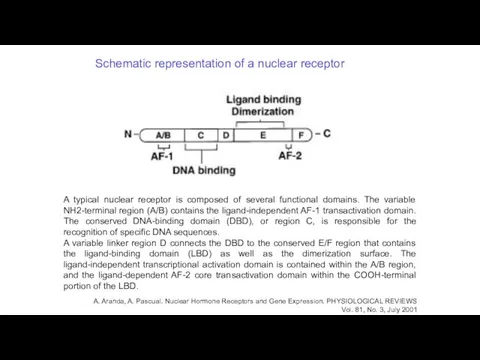 Schematic representation of a nuclear receptor A typical nuclear receptor is