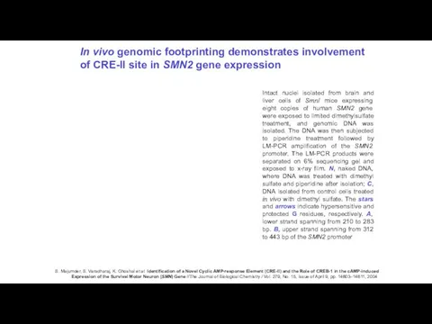 In vivo genomic footprinting demonstrates involvement of CRE-II site in SMN2