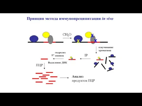 Принцип метода иммунопреципитации in vivo