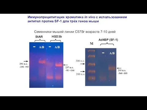 Иммунопреципитация хроматина in vivo с использованием антител против SF-1 для трёх