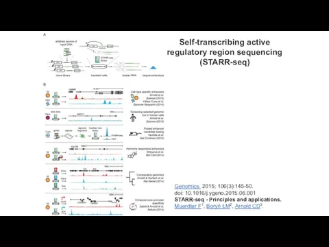 Self-transcribing active regulatory region sequencing (STARR-seq) Genomics. 2015; 106(3):145-50. doi: 10.1016/j.ygeno.2015.06.001