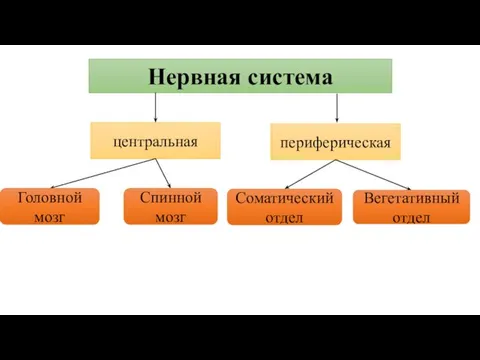 Нервная система центральная периферическая Головной мозг Спинной мозг Соматический отдел Вегетативный отдел