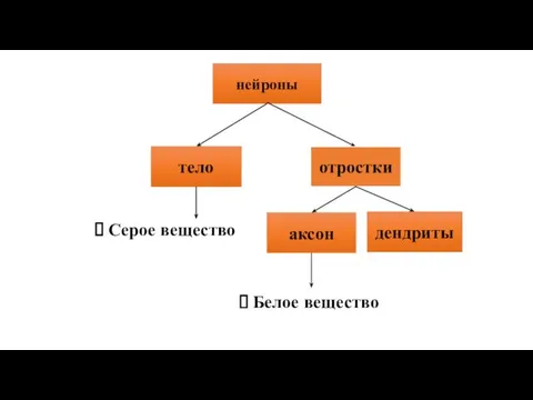 нейроны тело отростки Серое вещество аксон дендриты Белое вещество