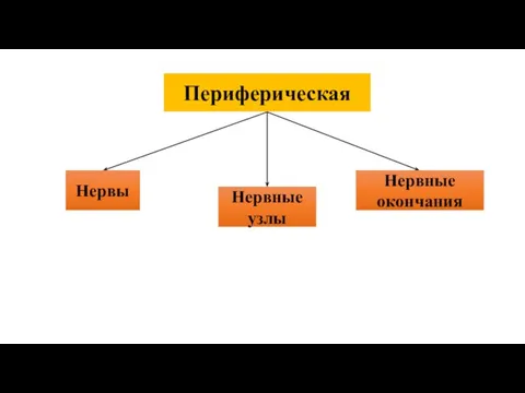 Периферическая Нервы Нервные узлы Нервные окончания