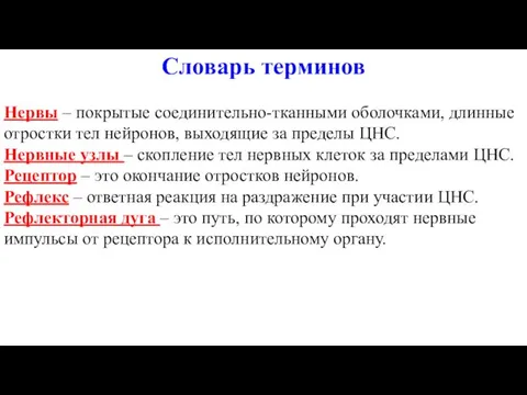 Словарь терминов Нервы – покрытые соединительно-тканными оболочками, длинные отростки тел нейронов,