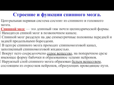 Строение и функции спинного мозга. Центральная нервная система состоит из спинного