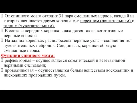 От спинного мозга отходит 31 пара смешанных нервов, каждый из которых