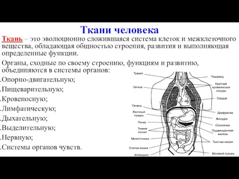 Ткани человека Ткань – это эволюционно сложившаяся система клеток и межклеточного