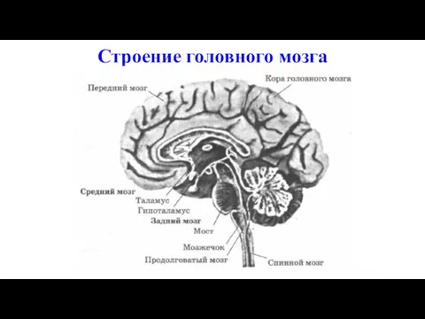 Строение головного мозга