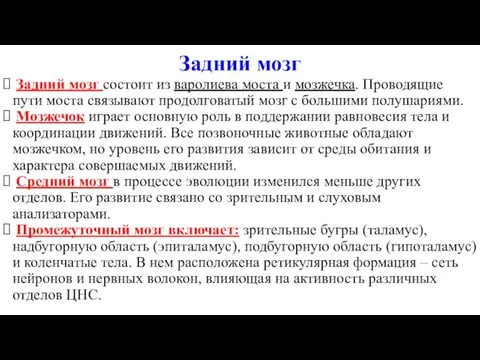 Задний мозг Задний мозг состоит из варолиева моста и мозжечка. Проводящие