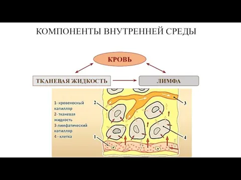 КОМПОНЕНТЫ ВНУТРЕННЕЙ СРЕДЫ КРОВЬ ТКАНЕВАЯ ЖИДКОСТЬ ЛИМФА