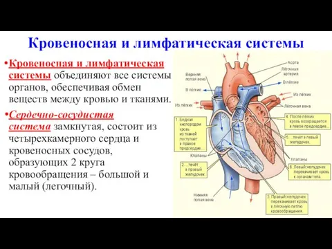 Кровеносная и лимфатическая системы Кровеносная и лимфатическая системы объединяют все системы