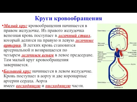 Круги кровообращения Малый круг кровообращения начинается в правом желудочке. Из правого