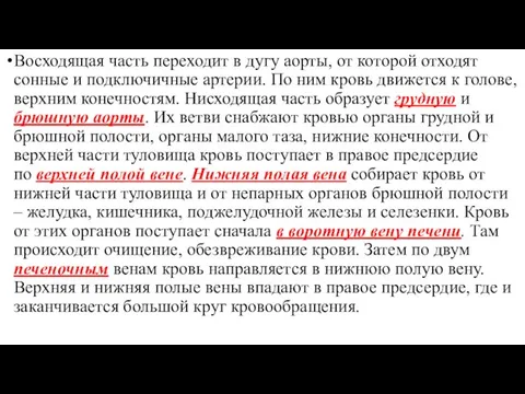 Восходящая часть переходит в дугу аорты, от которой отходят сонные и