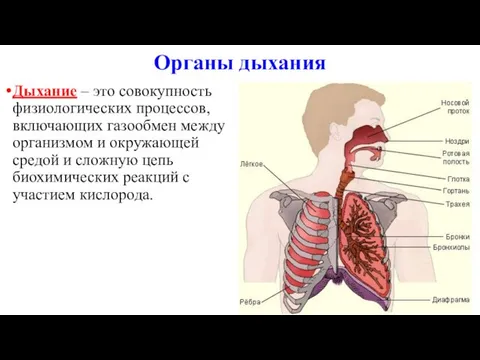 Органы дыхания Дыхание – это совокупность физиологических процессов, включающих газообмен между