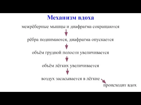 Механизм вдоха межрёберные мышцы и диафрагма сокращаются рёбра поднимаются, диафрагма опускается