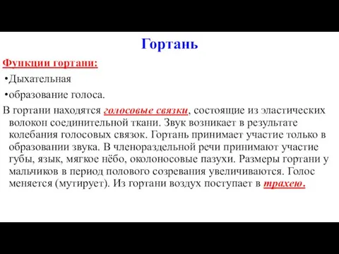 Гортань Функции гортани: Дыхательная образование голоса. В гортани находятся голосовые связки,