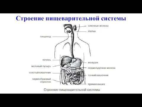 Строение пищеварительной системы